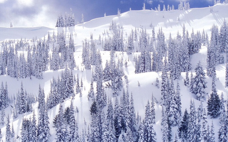 Snow-covered Pine Trees — Mountain, Sky