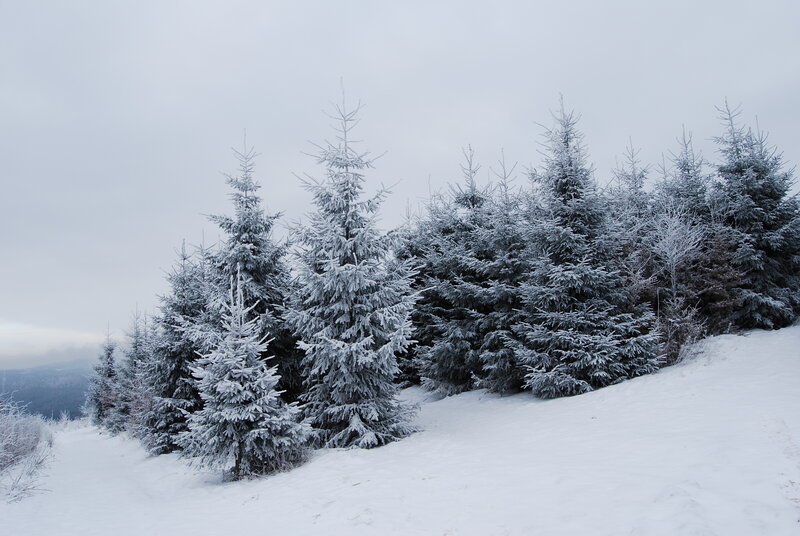 Snow-covered pine trees on a hill