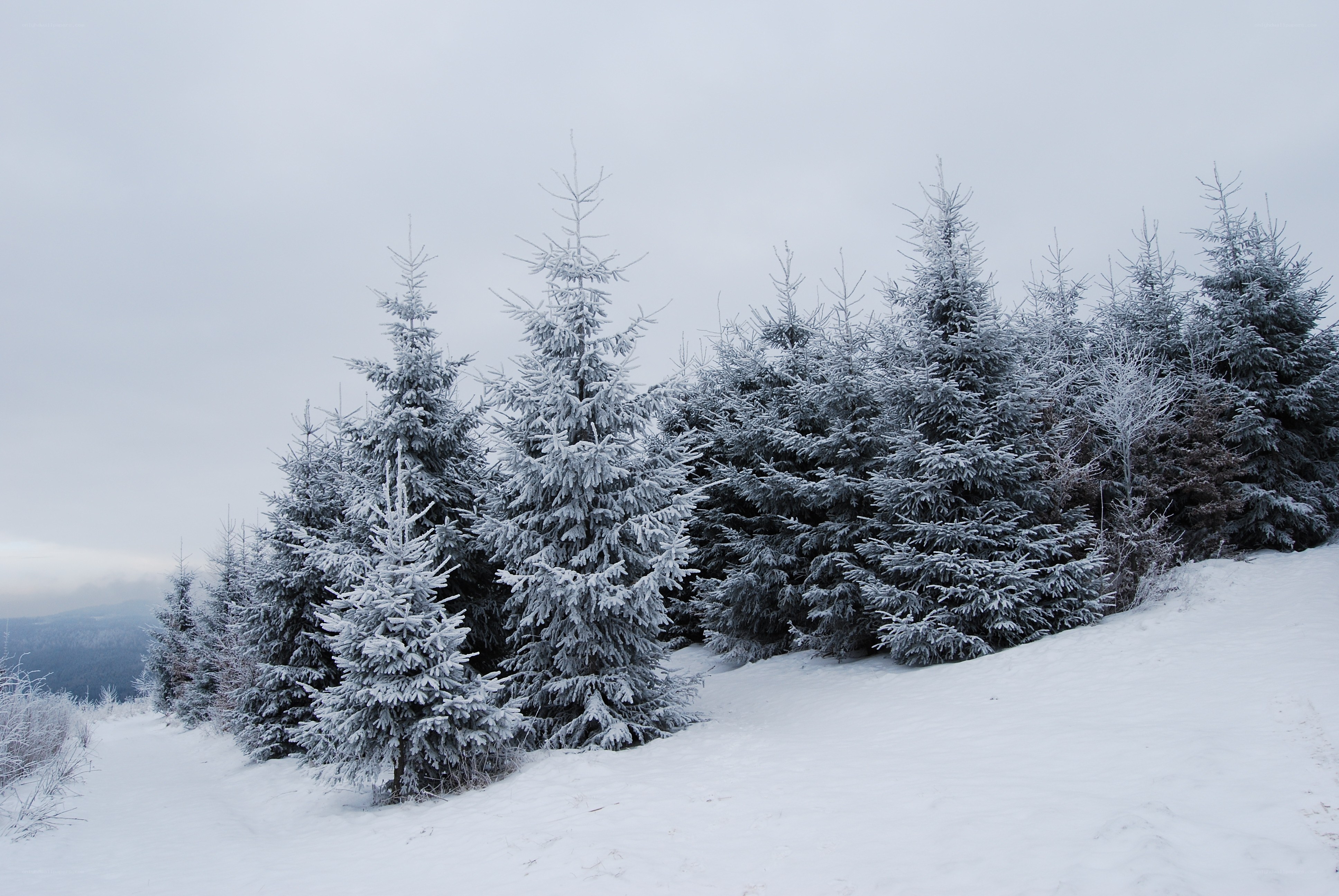 Snow-covered pine trees on a hill