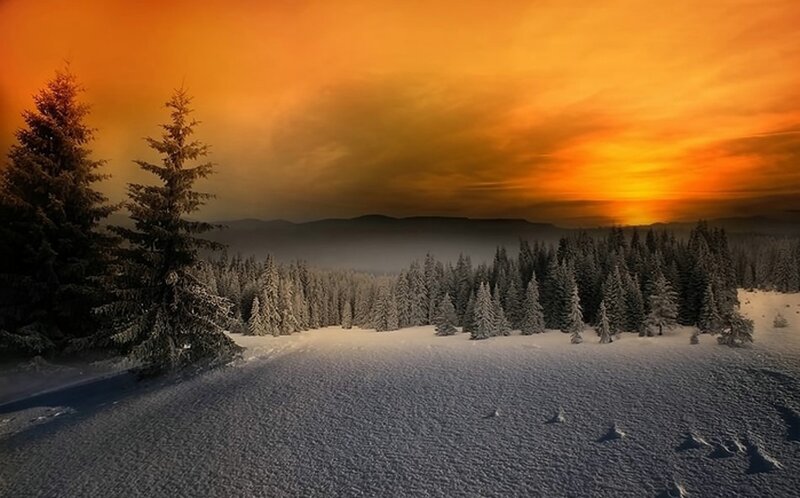 Snow-covered Pine Trees — Orange, Dramatic, Sunset, Photograph, Forest