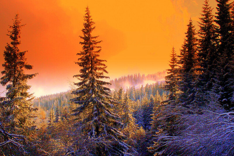 Snow-covered Pine Trees — Orange, Dramatic, Sunset