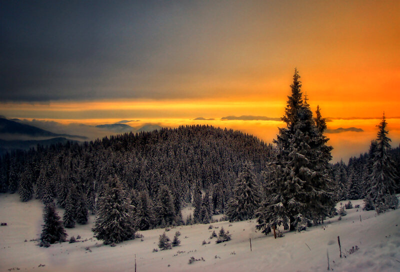 Snow-covered Pine Trees — Orange, Dramatic, Winter, Photograph, Mountain
