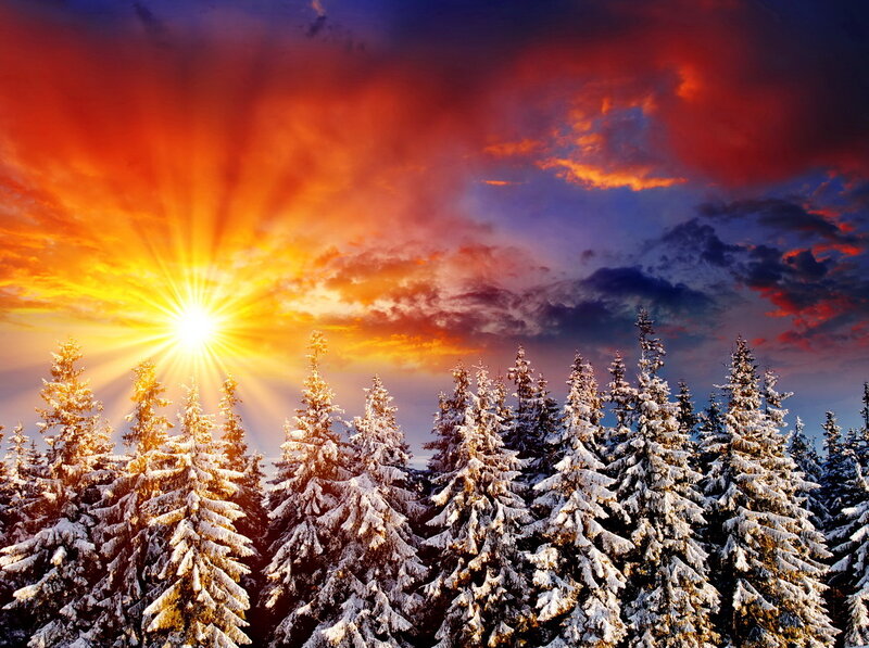 Snow-covered Pine Trees — Orange, Dramatic, Winter, Photograph, Sun