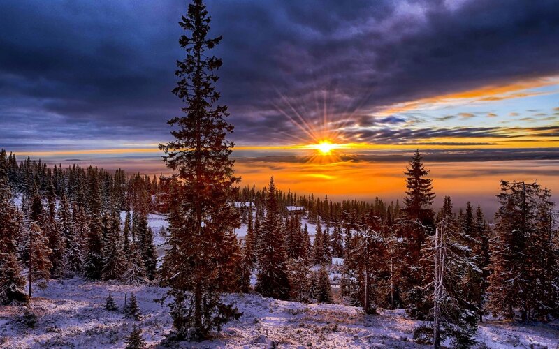 Snow-covered Pine Trees — Orange, Dramatic, Winter, Photograph, Sunrise, Clouds