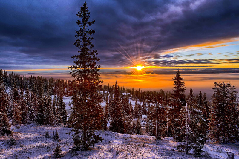 Snow-covered Pine Trees — Orange, Dramatic, Winter, Photograph, Sunrise