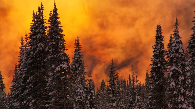 Snow-covered Pine Trees — Orange, Dramatic, Winter