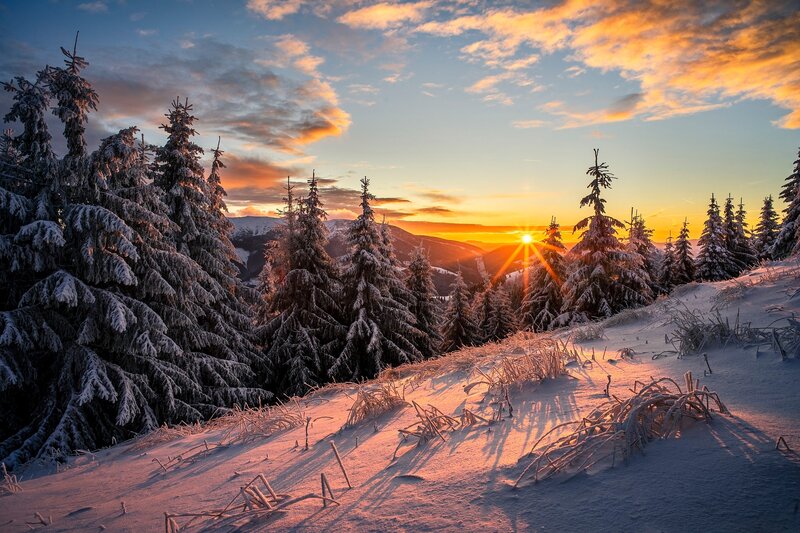 Snow-covered Pine Trees — Orange, Serene, Sunrise