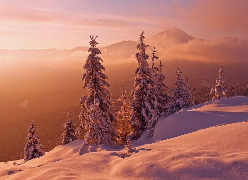 Snow-covered Pine Trees — Orange, Serene, Sunset, Photograph, Mountains