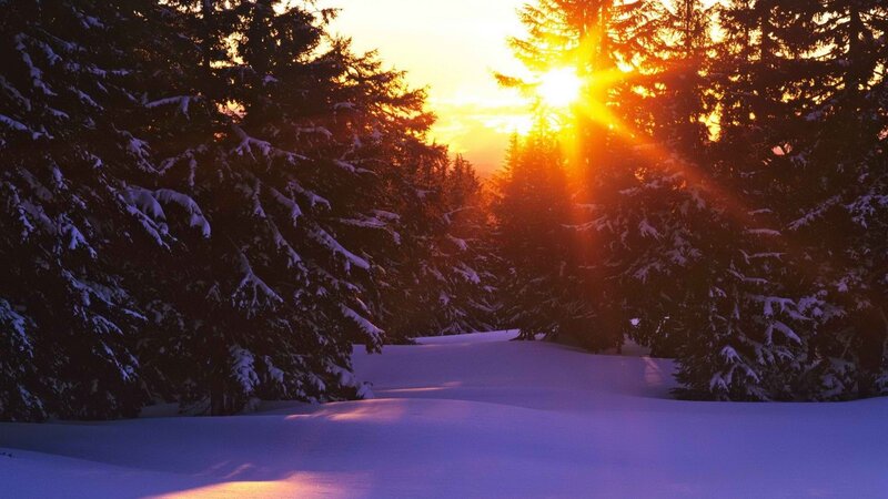 Snow-covered Pine Trees — Orange, Serene, Sunset, Photograph, Sun, Snow, Forest