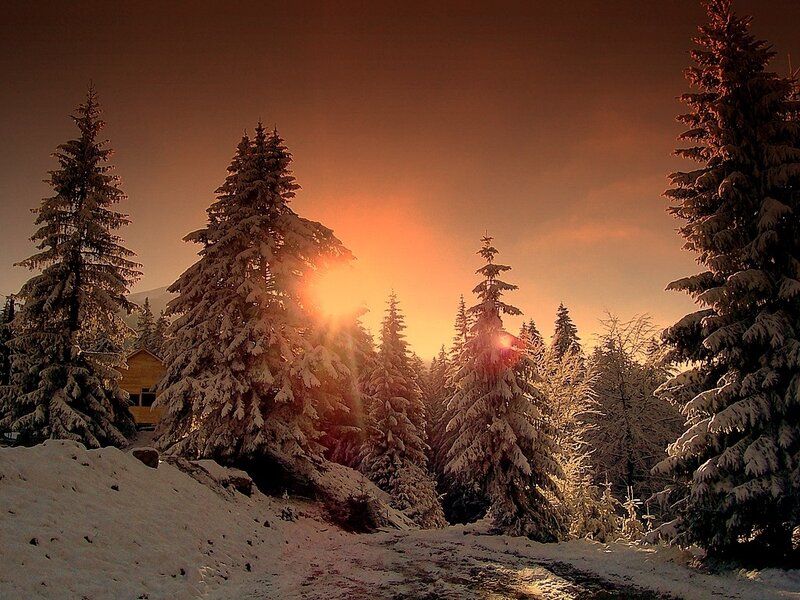 Snow-covered Pine Trees — Orange, Serene