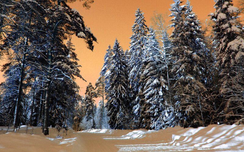 Snow-covered Pine Trees — Orange, Serene, Winter, Photograph, Snow, Forest