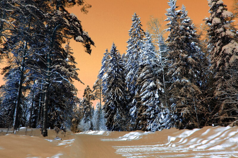 Snow-covered Pine Trees — Orange, Serene, Winter, Photograph, Snow