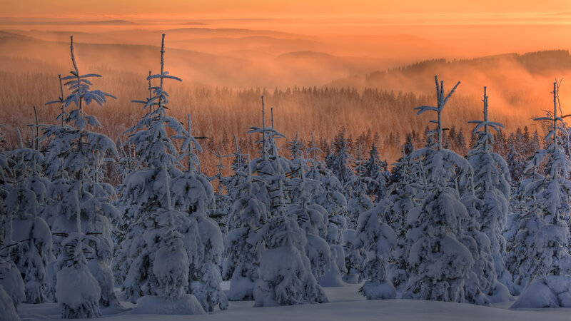 Snow-covered Pine Trees — Orange, Serene, Winter, Photograph