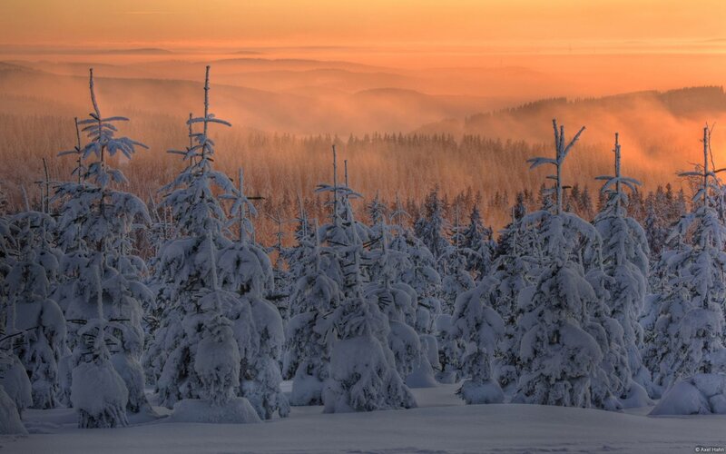 Snow-covered Pine Trees — Orange, Serene, Winter