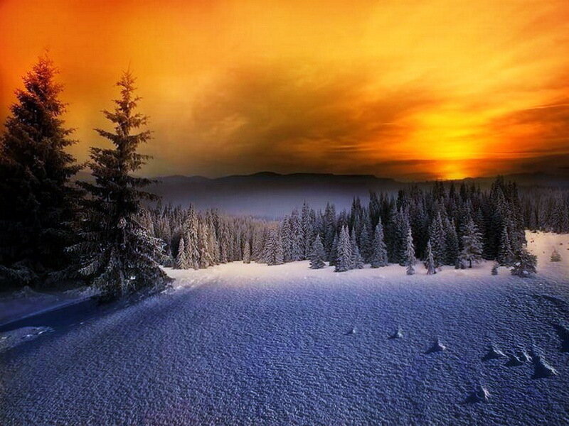 Snow-covered Pine Trees — Orange