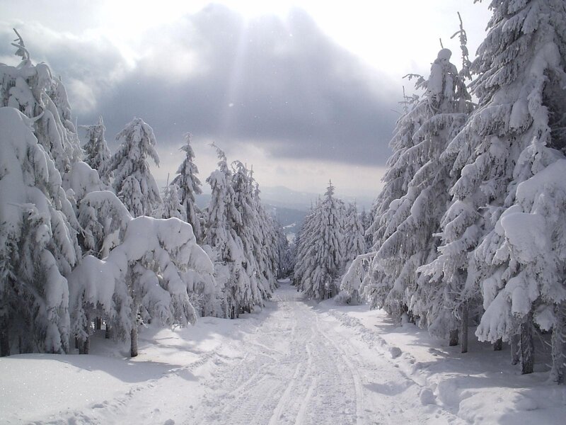 Snow-covered Pine Trees — Path
