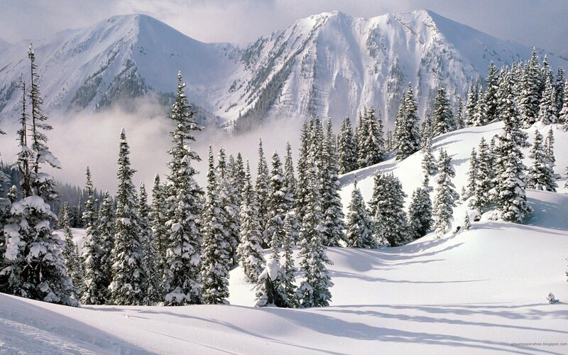 Snow-covered Pine Trees — Photograph, Fog