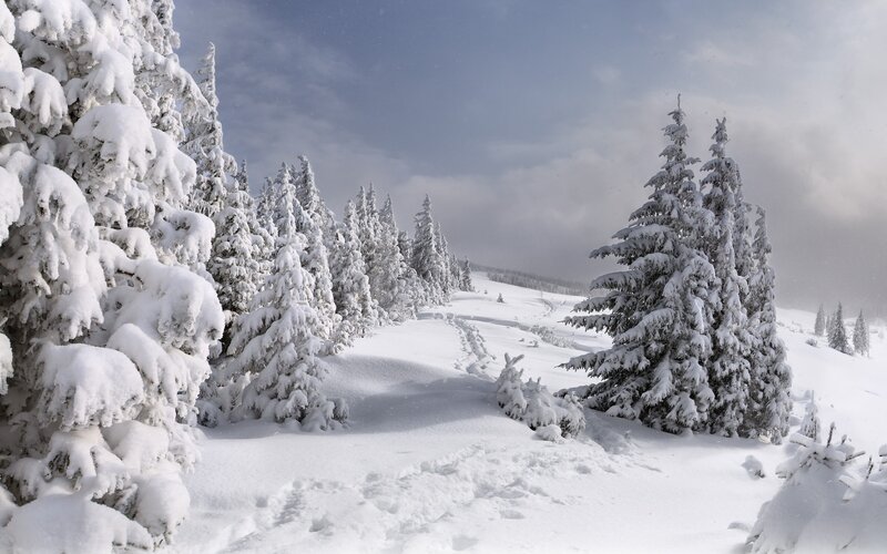 Snow-covered Pine Trees — Photograph, Gray