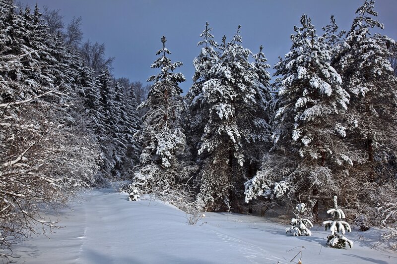 Snow-covered Pine Trees — Photograph, Green