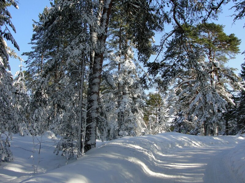 Snow-covered Pine Trees — Photograph, Sky