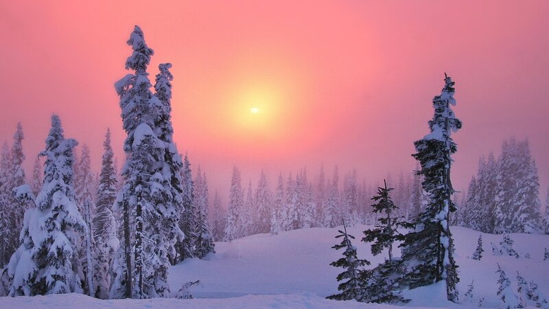 Snow-covered Pine Trees — Pink, Serene, Sunset, Photograph