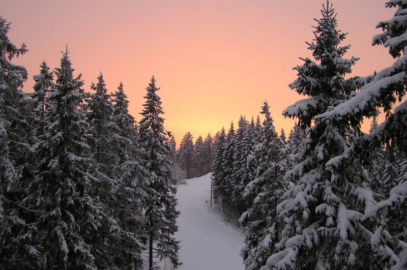 Snow-covered Pine Trees — Pink, Serene
