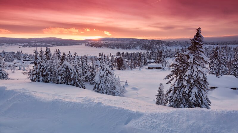 Snow-covered Pine Trees — Pink, Serene, Winter, Photograph, Sunset