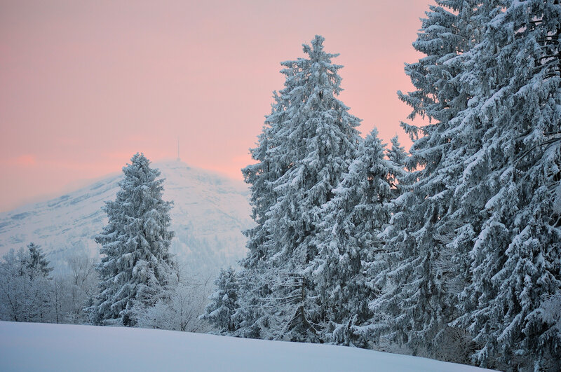 Snow-covered Pine Trees — Pink, Serene, Winter, Photograph