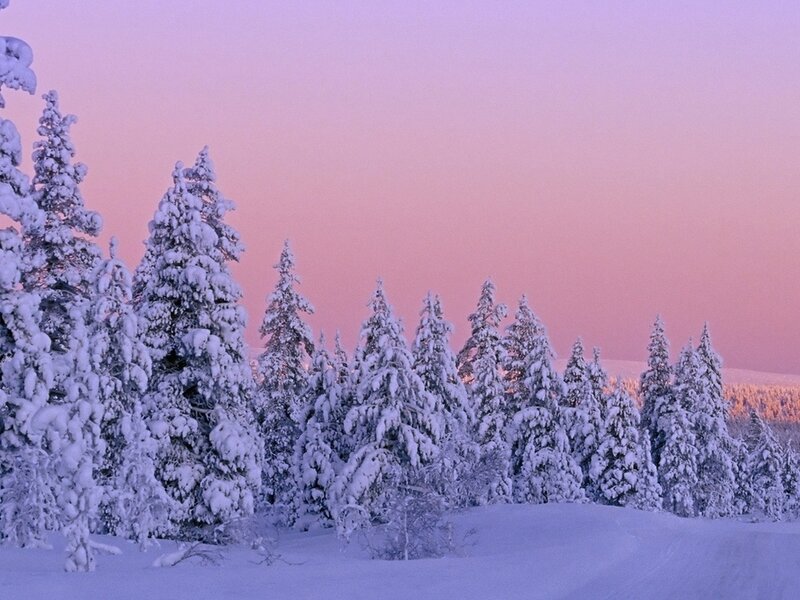 Snow-covered Pine Trees — Pink, Serene, Winter