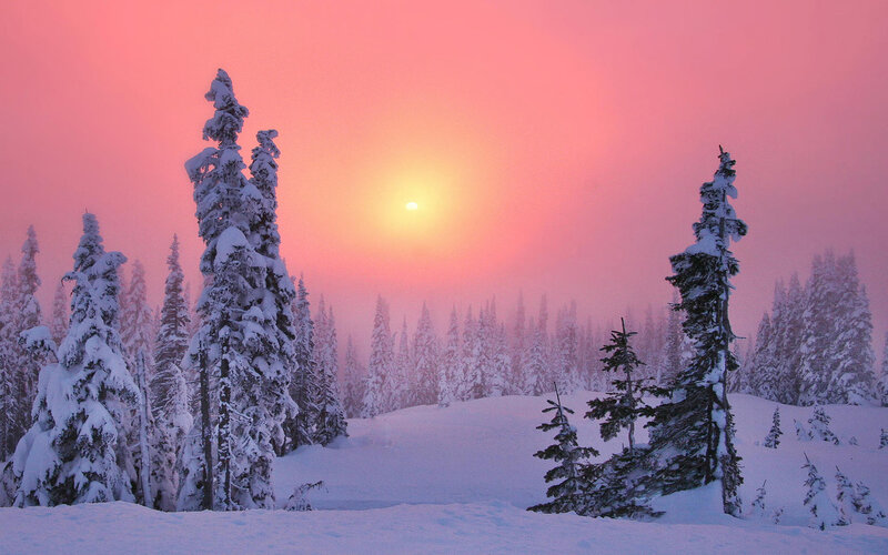 Snow-covered Pine Trees — Pink