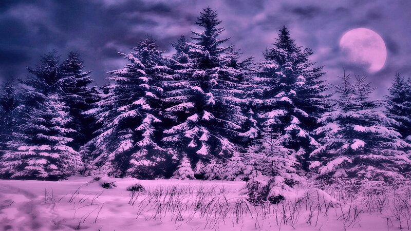Snow-covered Pine Trees — Purple, Dramatic, Night