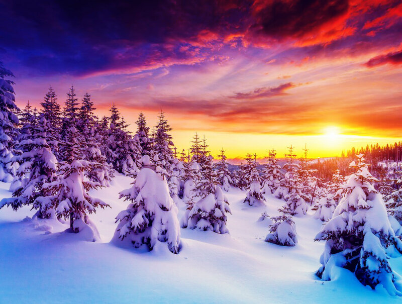 Snow-covered Pine Trees — Purple, Dramatic, Sunset, Photograph, Forest