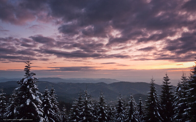 Snow-covered Pine Trees — Purple, Dramatic, Sunset, Photograph, Mountains