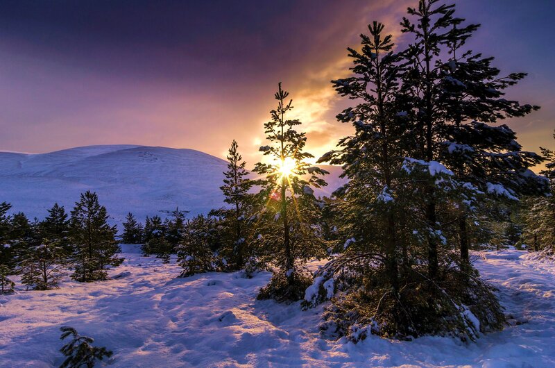 Snow-covered Pine Trees — Purple, Dramatic, Sunset, Photograph, Sun