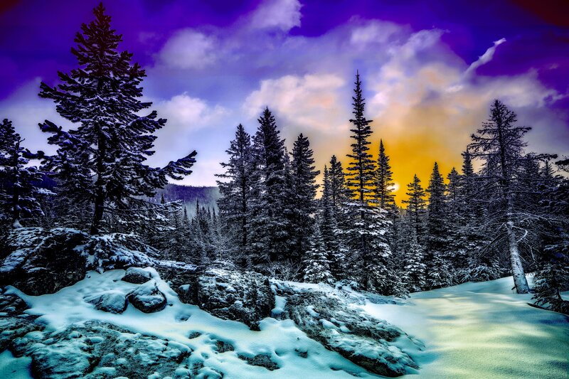 Snow-covered Pine Trees — Purple, Dramatic, Sunset, Photograph