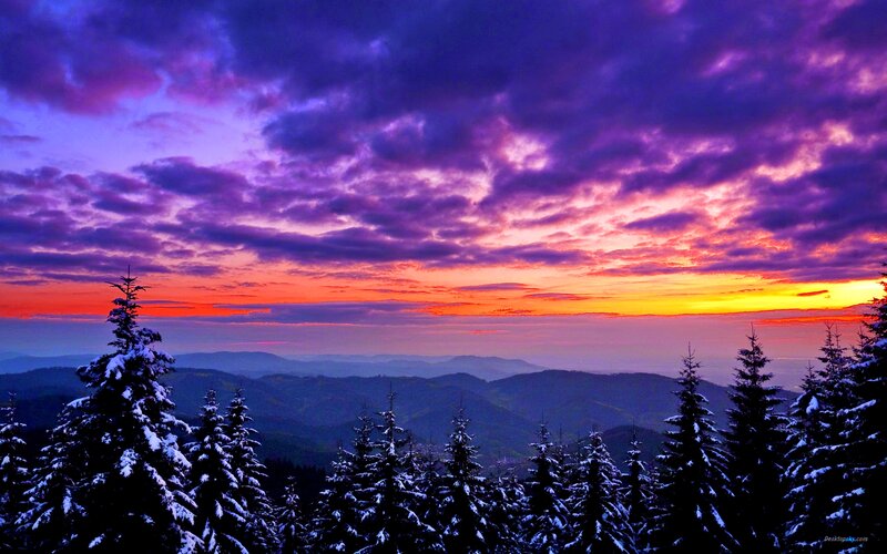 Snow-covered Pine Trees — Purple, Dramatic, Sunset