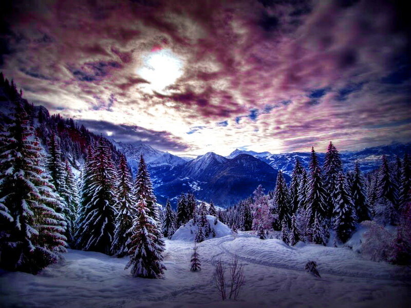 Snow-covered Pine Trees — Purple, Dramatic