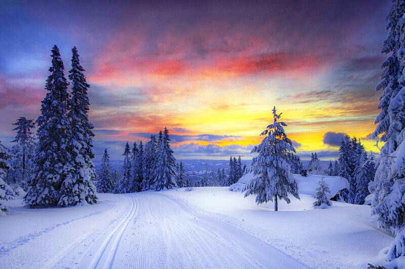 Snow-covered Pine Trees — Purple, Dramatic, Winter, Photograph