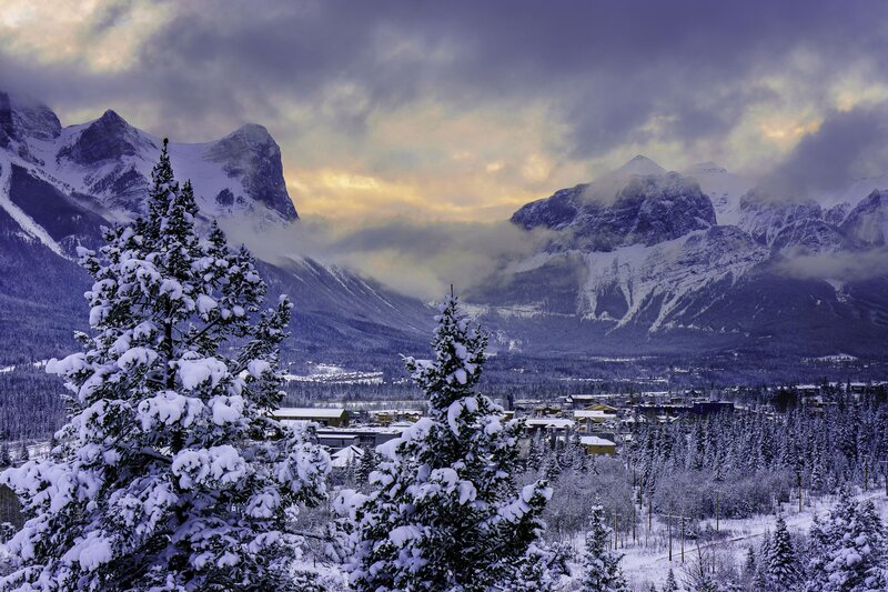 Snow-covered Pine Trees — Purple, Dramatic, Winter