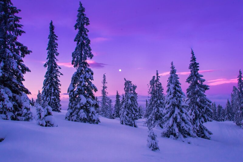 Snow-covered Pine Trees — Purple, Serene, Night, Photograph, Moon