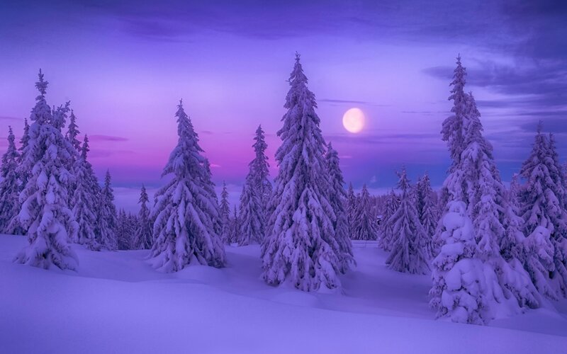 Snow-covered Pine Trees — Purple, Serene, Night, Photograph