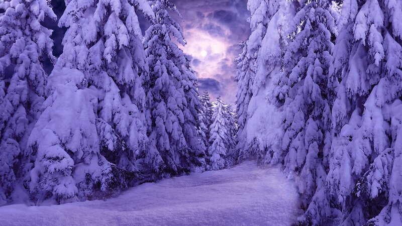 Snow-covered Pine Trees — Purple, Serene, Night