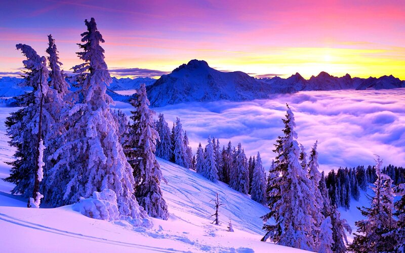 Snow-covered Pine Trees — Purple, Serene, Sunrise, Photograph