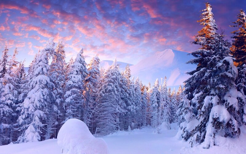 Snow-covered Pine Trees — Purple, Serene, Sunset, Photograph, Mountain, Sky