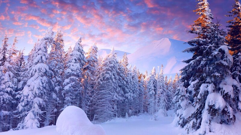 Snow-covered Pine Trees — Purple, Serene, Sunset, Photograph, Mountain