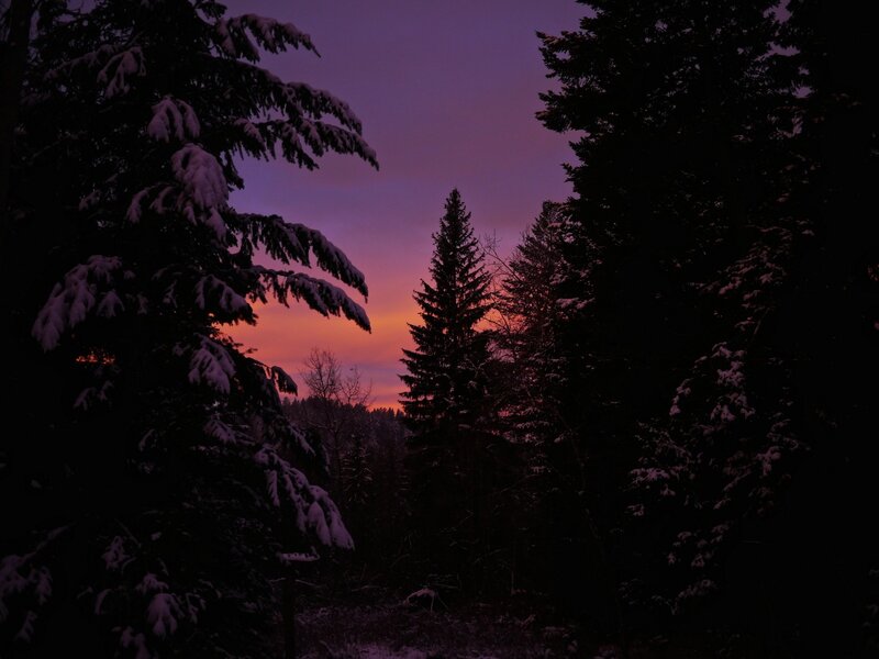 Snow-covered Pine Trees — Purple, Serene, Sunset, Photograph, Sky