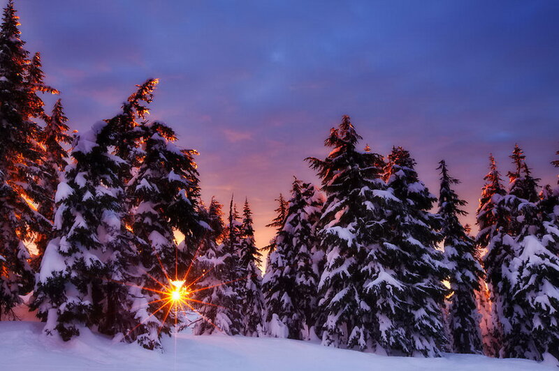 Snow-covered Pine Trees — Purple, Serene, Sunset, Photograph