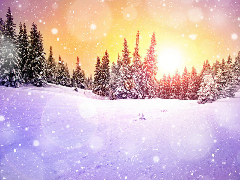Snow-covered Pine Trees — Purple, Serene