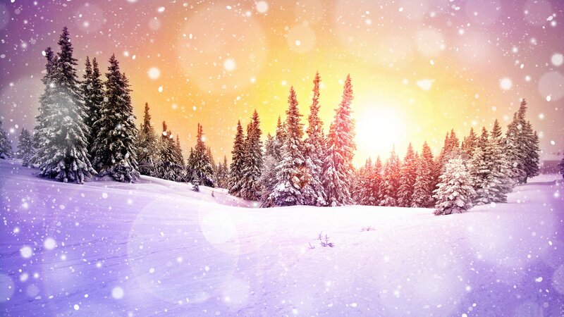 Snow-covered Pine Trees — Purple, Serene, Winter, Digital Art, Snow