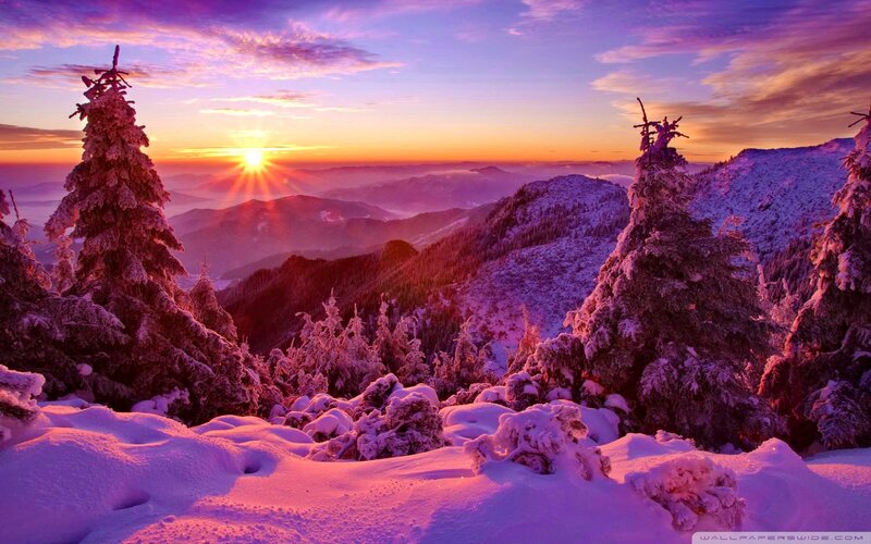 Snow-covered Pine Trees — Purple, Serene, Winter, Photograph, Mountains, Sunrise, Sky